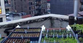 Rooftop farms