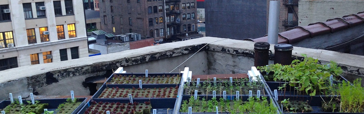 Rooftop Farming – Tower Farms